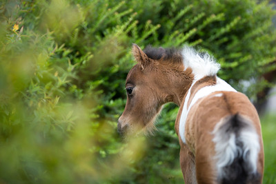 Horse gallery photo 1