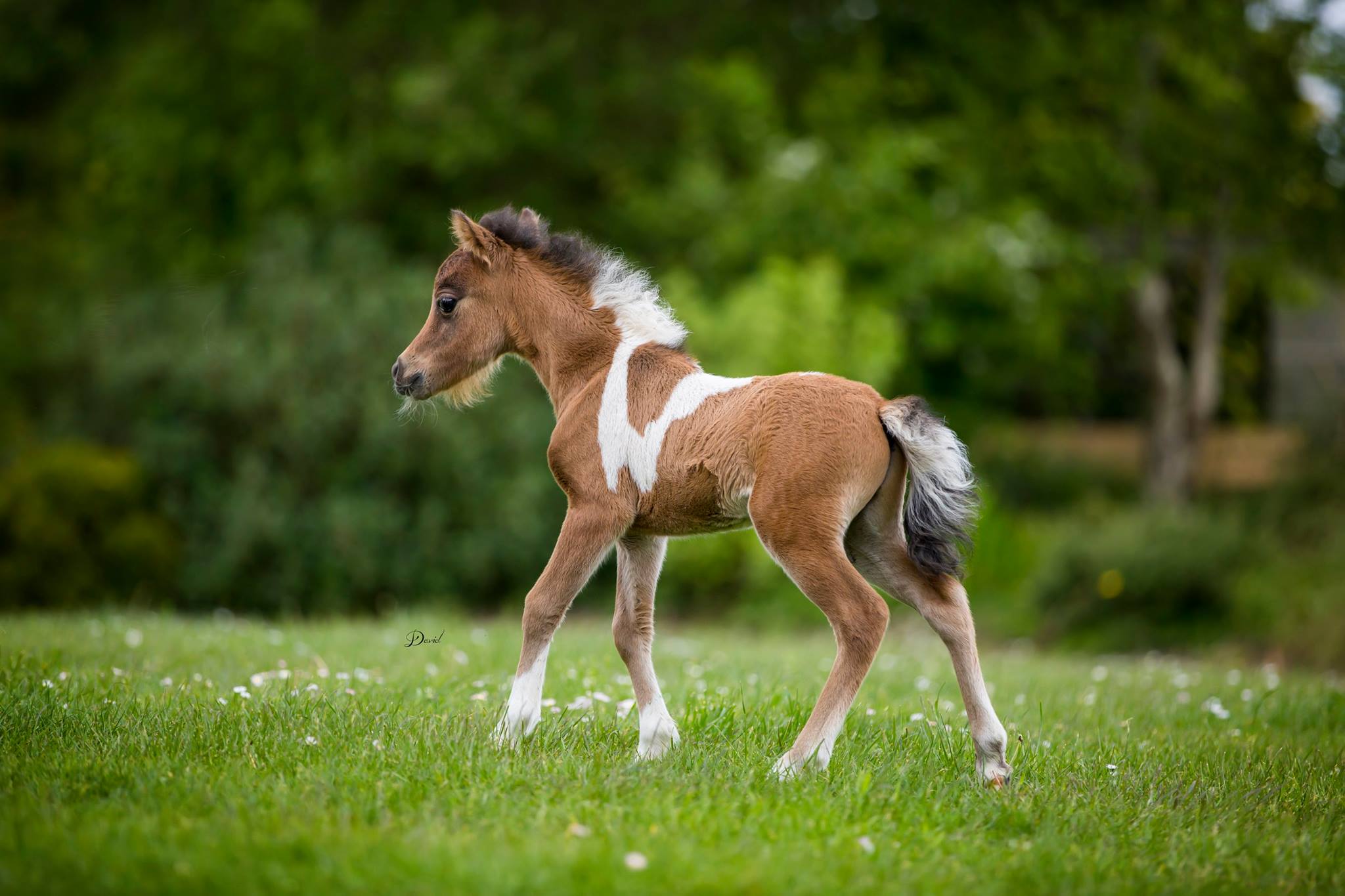 Horse gallery photo 3