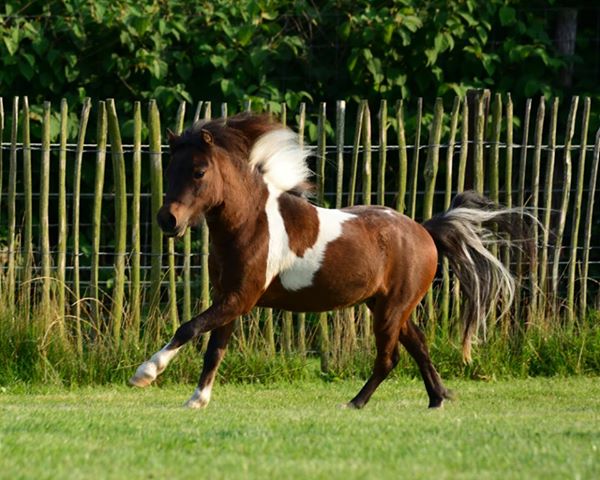 Horse gallery photo 8