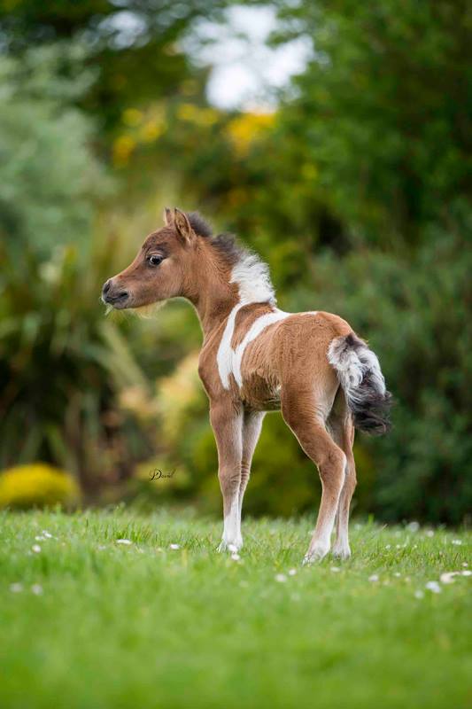 Horse gallery photo 4
