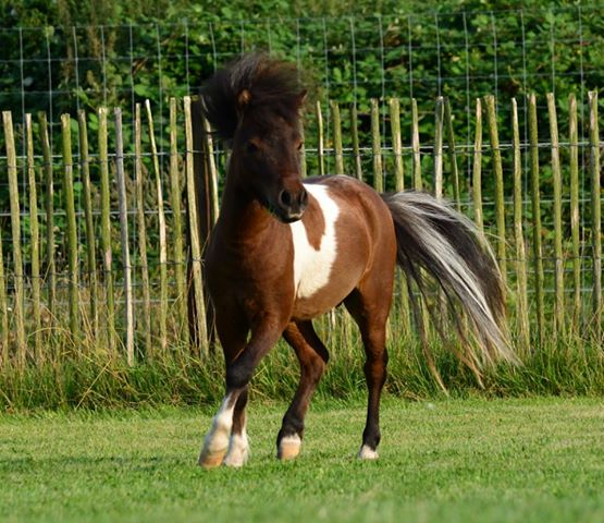 Horse gallery photo 2