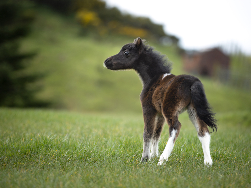 Horse gallery photo 6