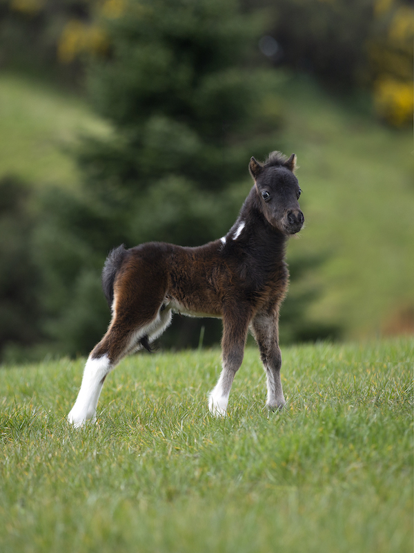 Horse gallery photo 4