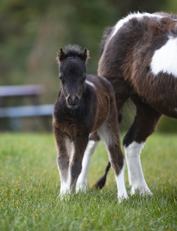 Horse gallery photo 2
