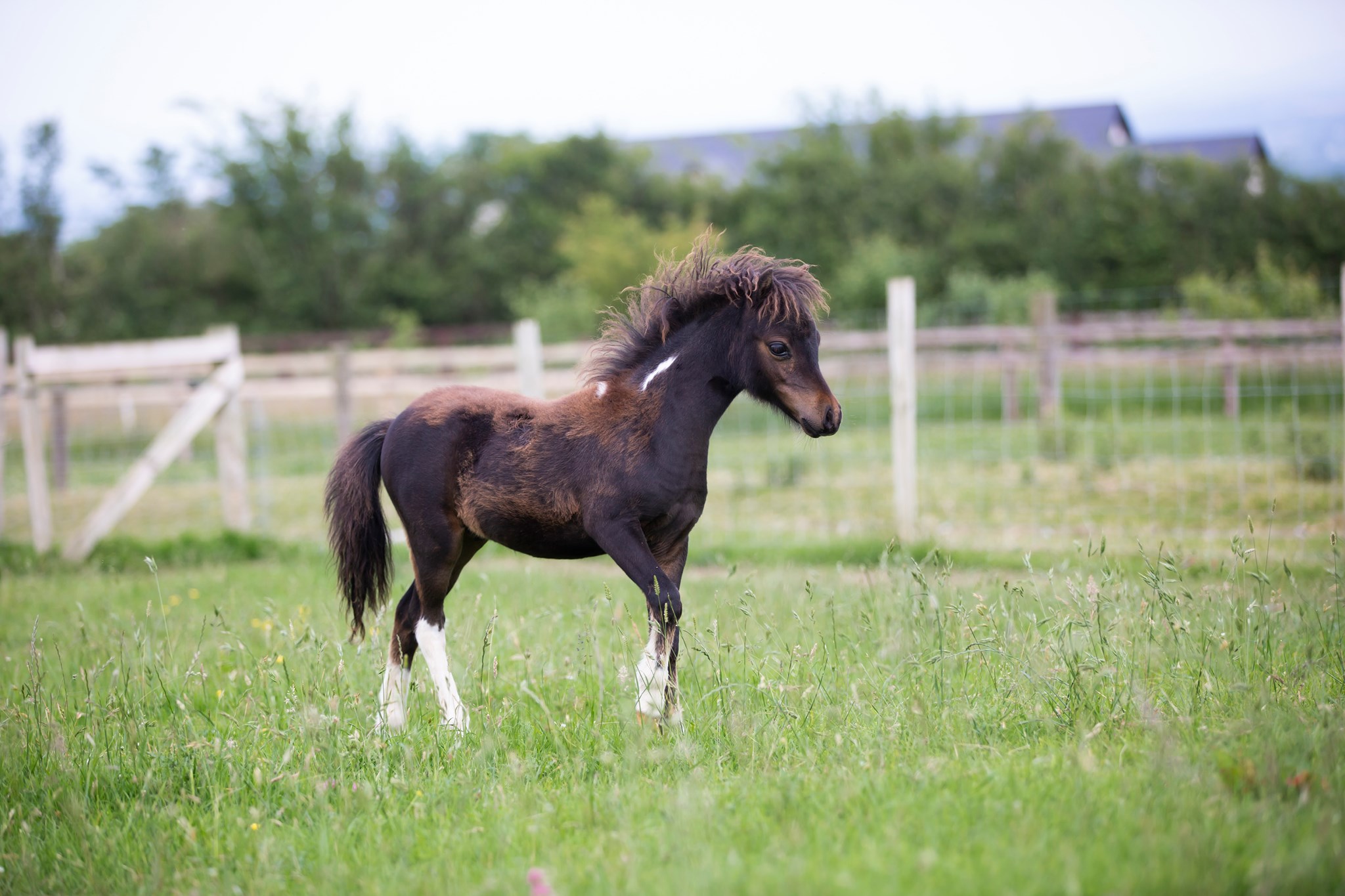 Horse gallery photo 1