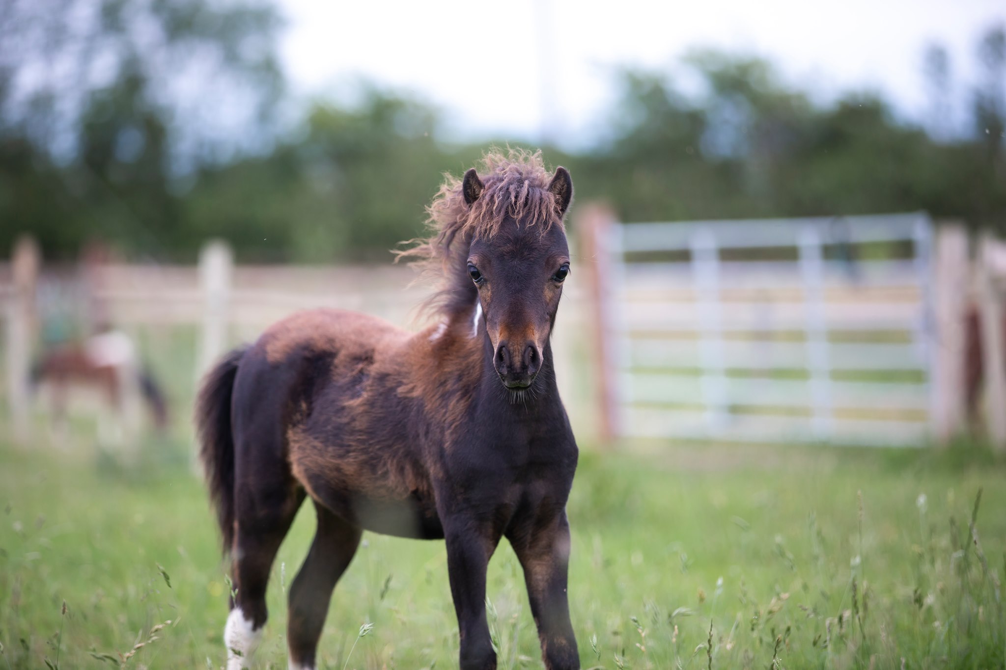 Horse gallery photo 5