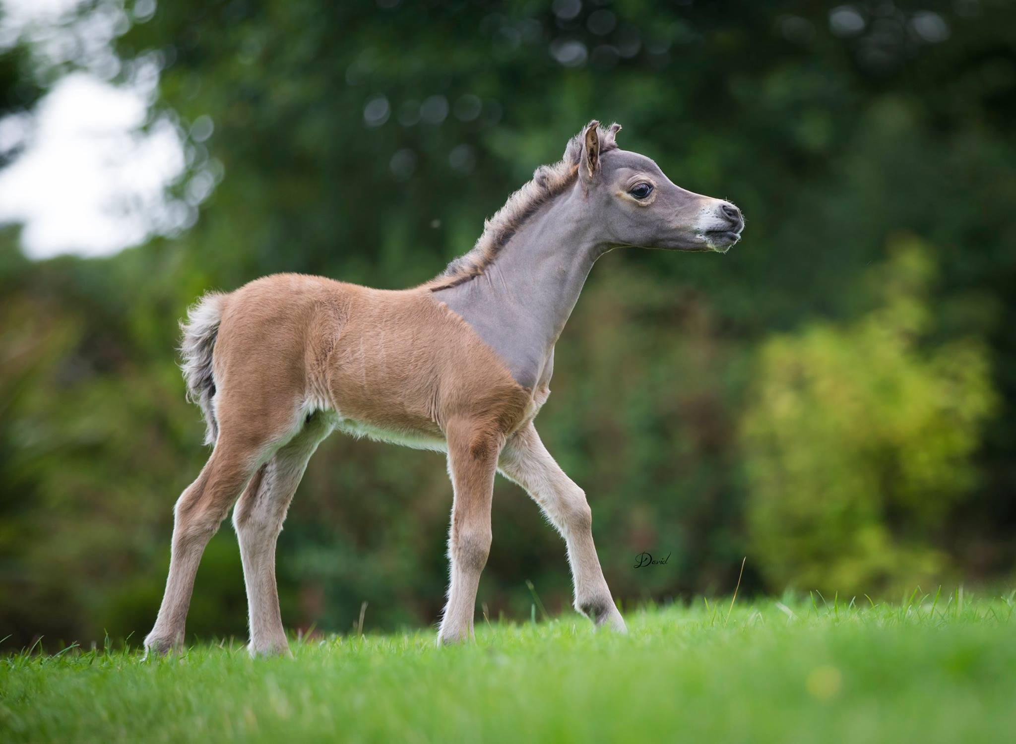 Horse gallery photo 4