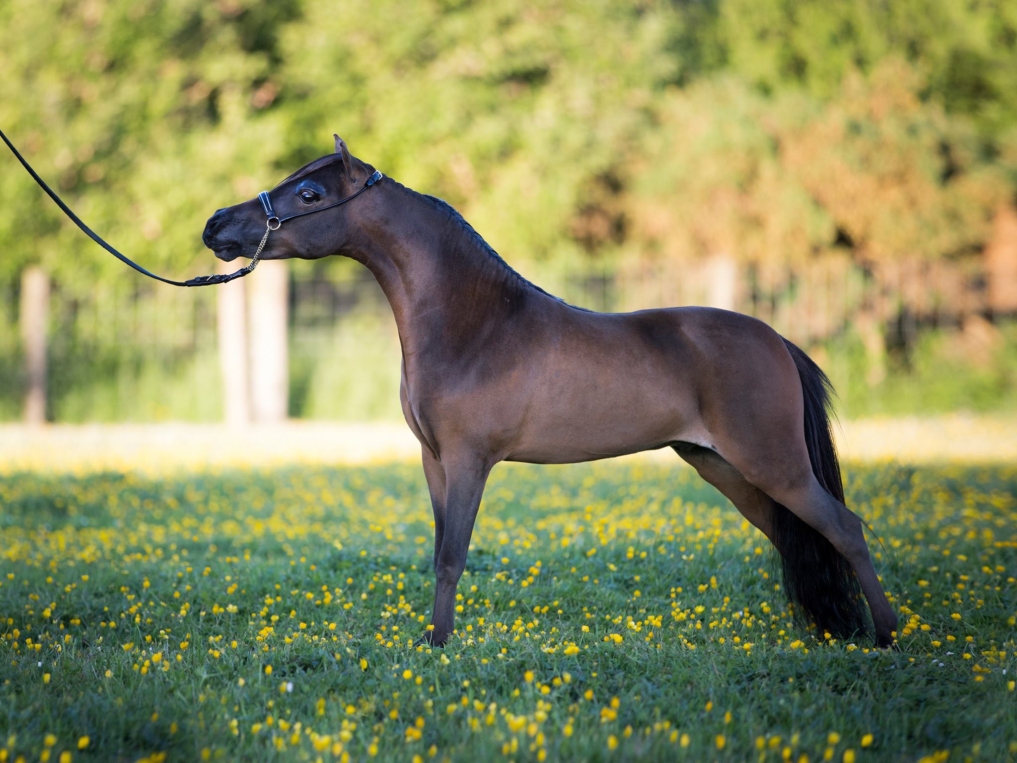 Horse gallery photo 5