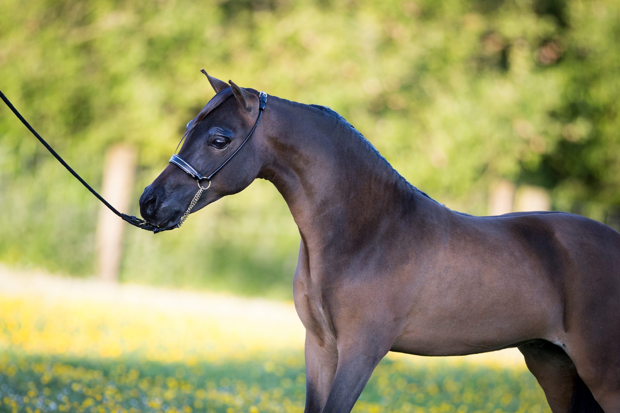 Horse gallery photo 6