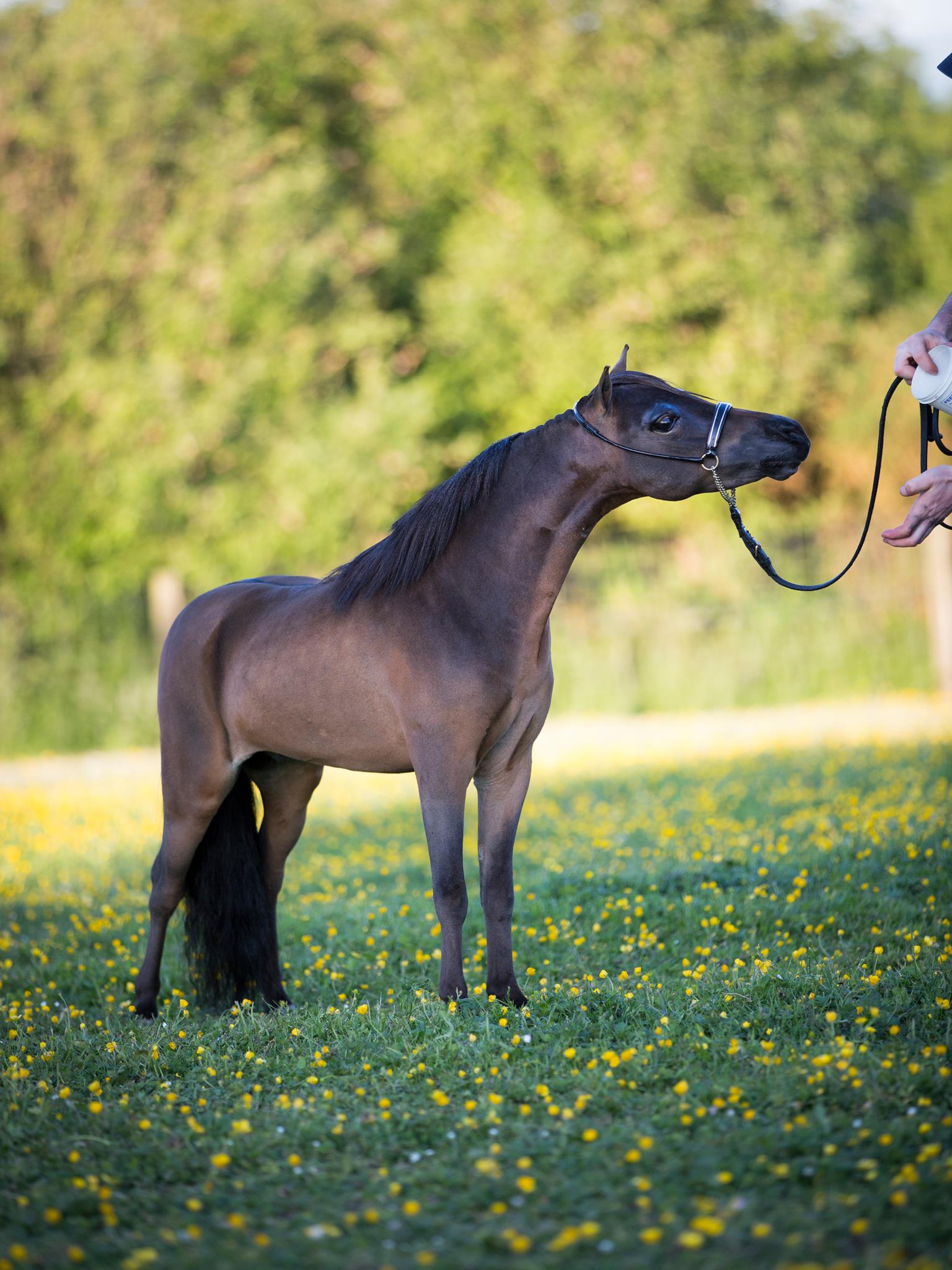 Horse gallery photo 9