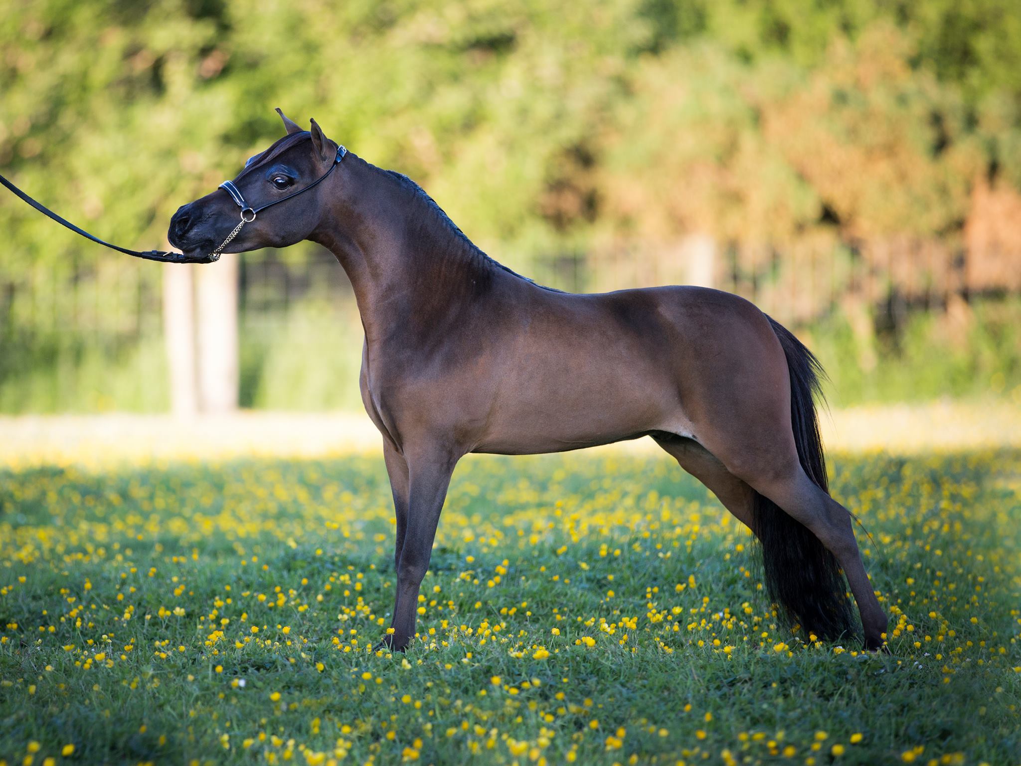 Horse gallery photo 7