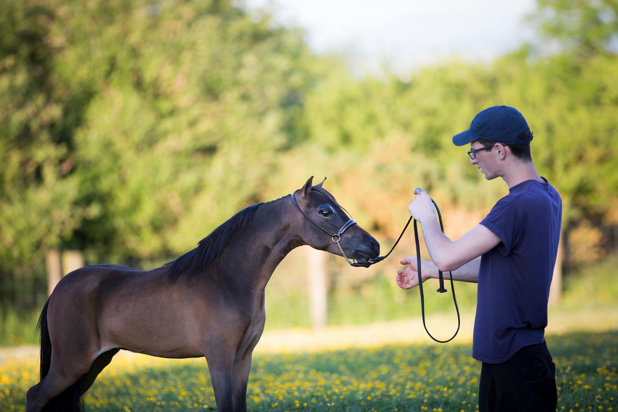 Horse gallery photo 8