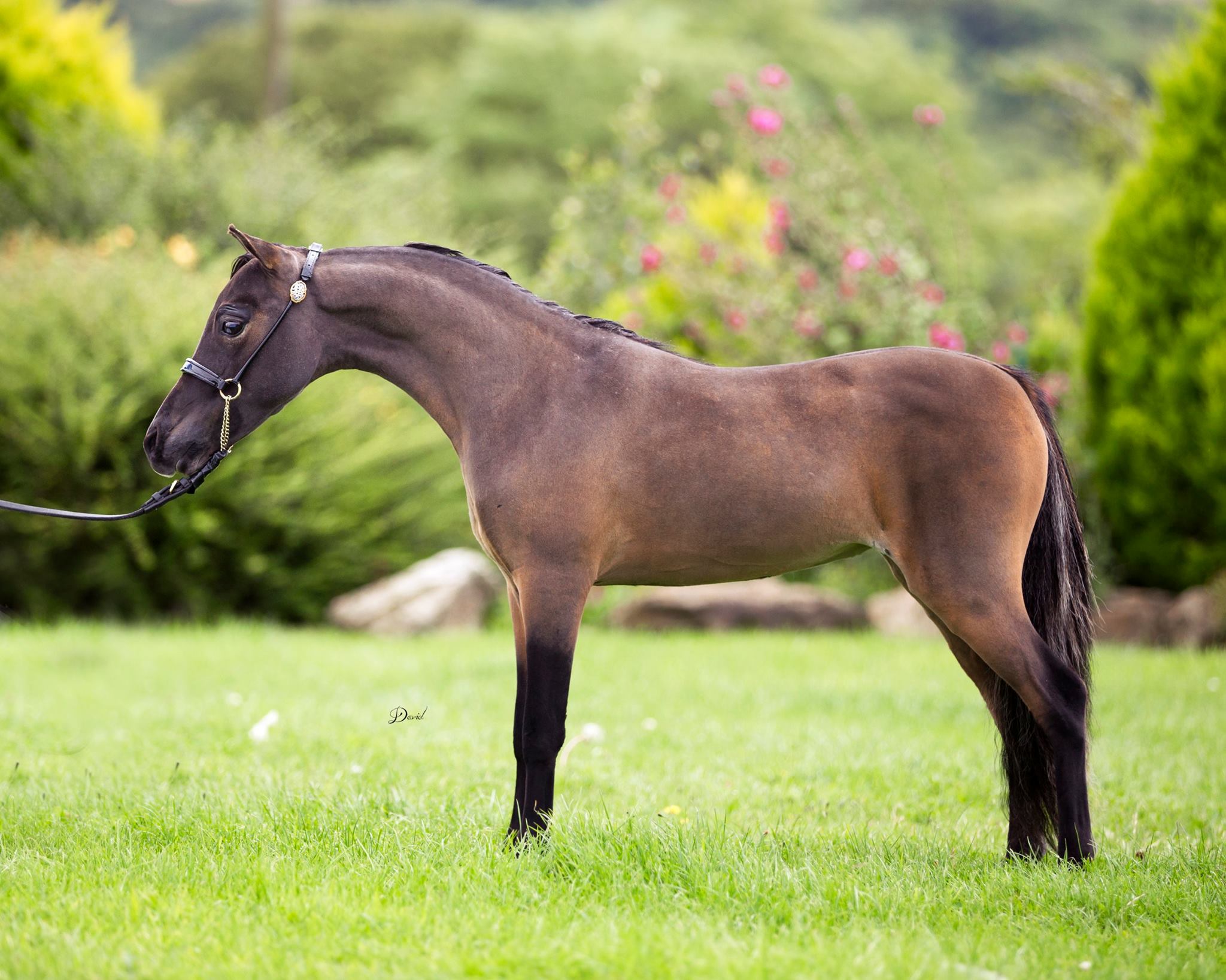 Horse gallery photo 3