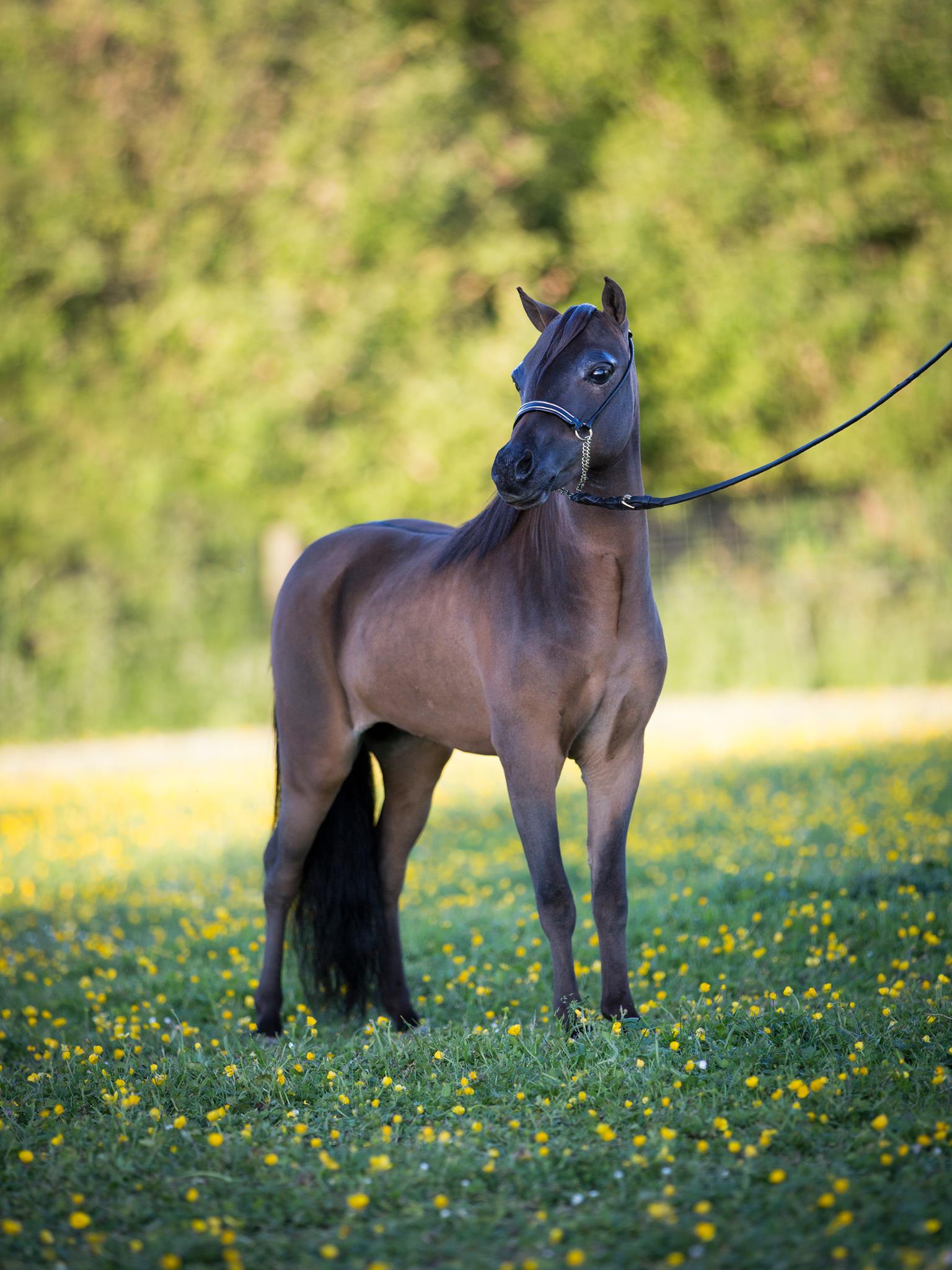 Horse gallery photo 1