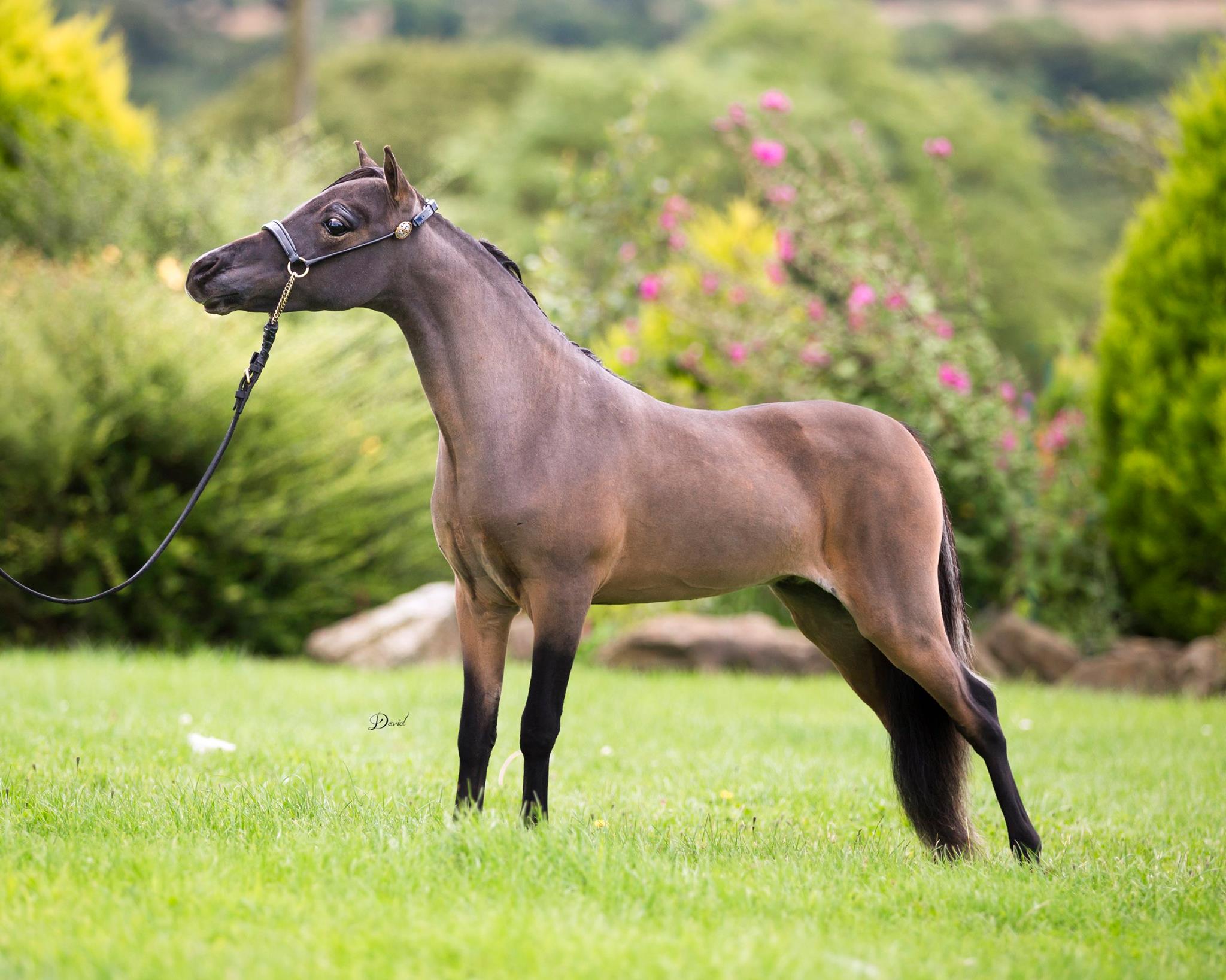 Horse gallery photo 2