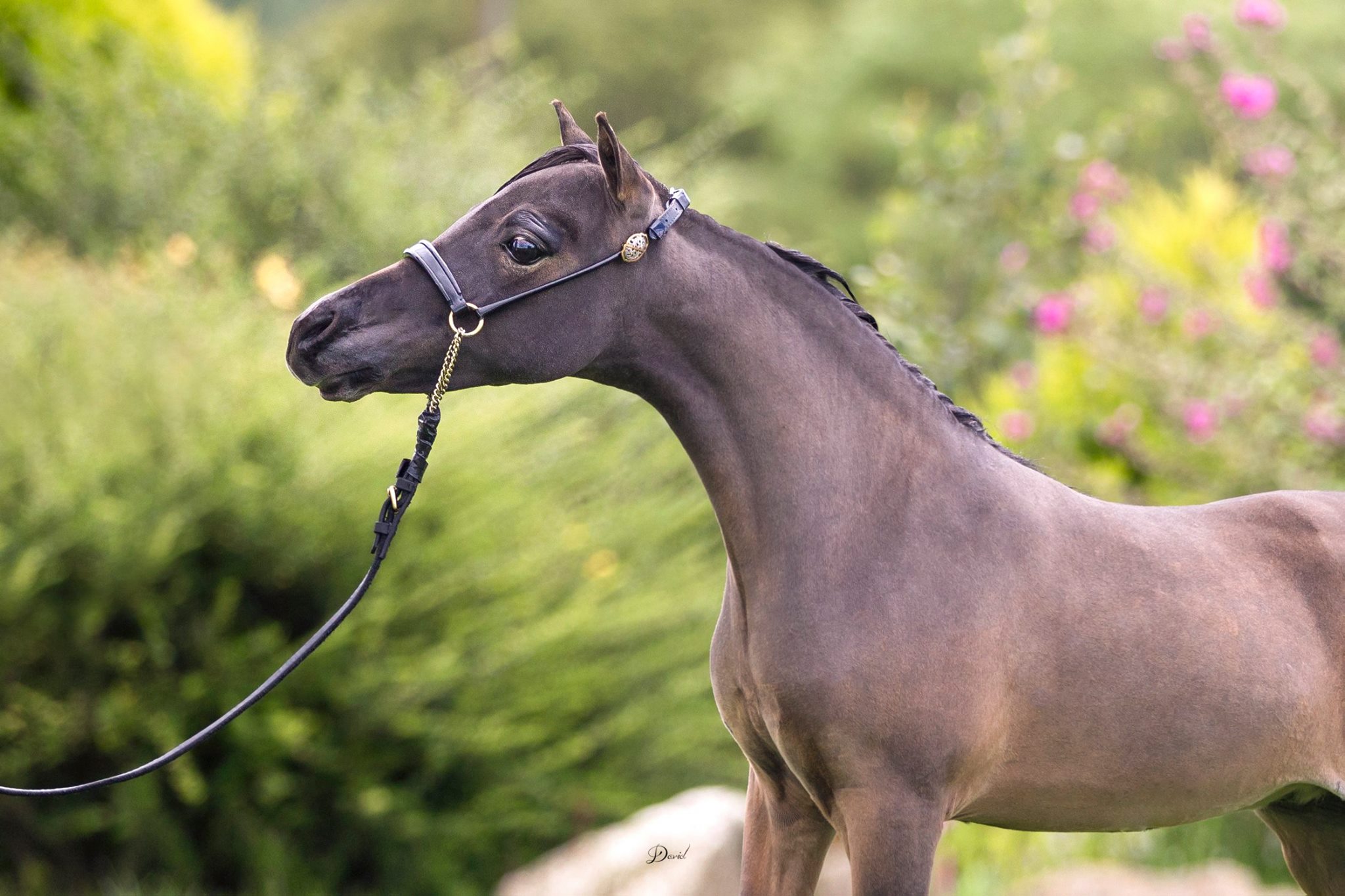 Horse gallery photo 10