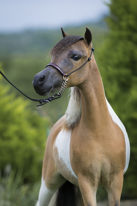 Horse gallery photo 7