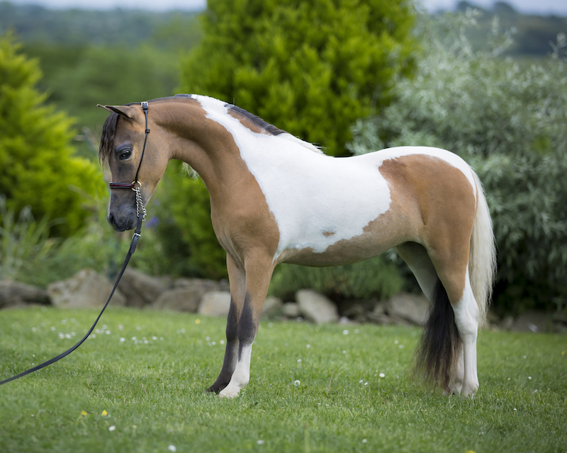 Horse gallery photo 3