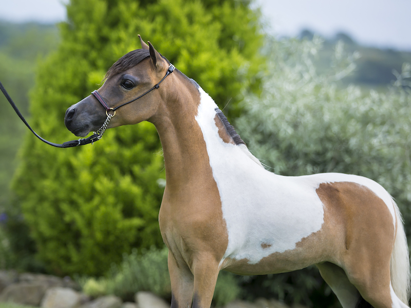 Horse gallery photo 1