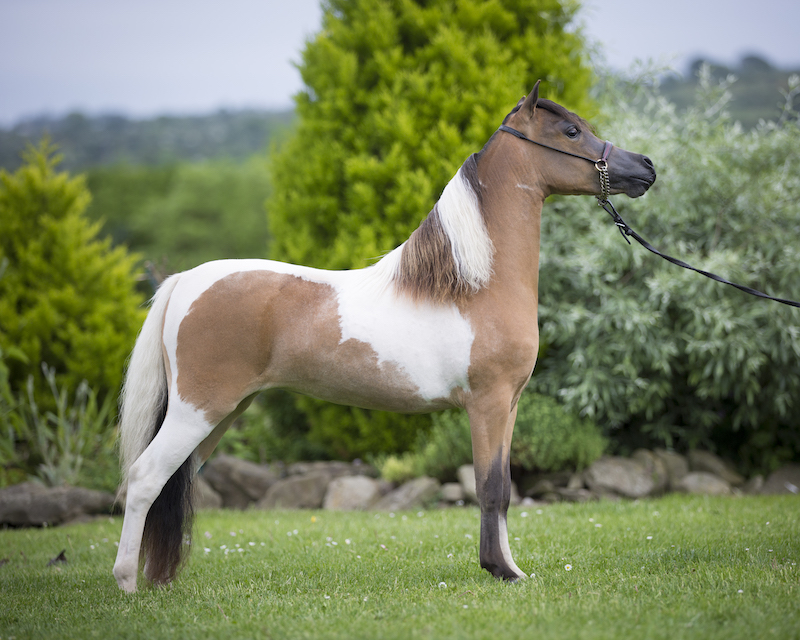 Horse gallery photo 9