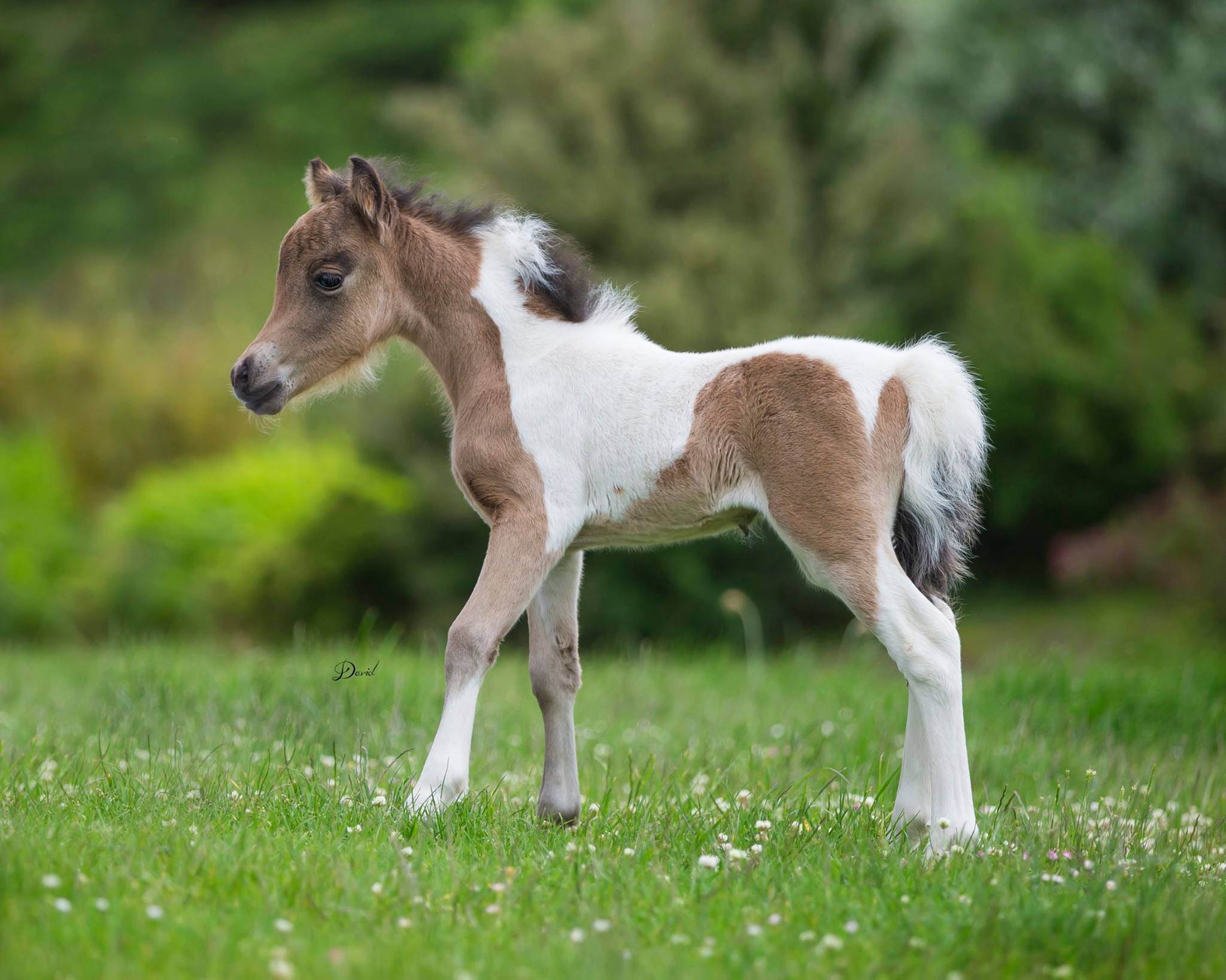 Horse gallery photo 6