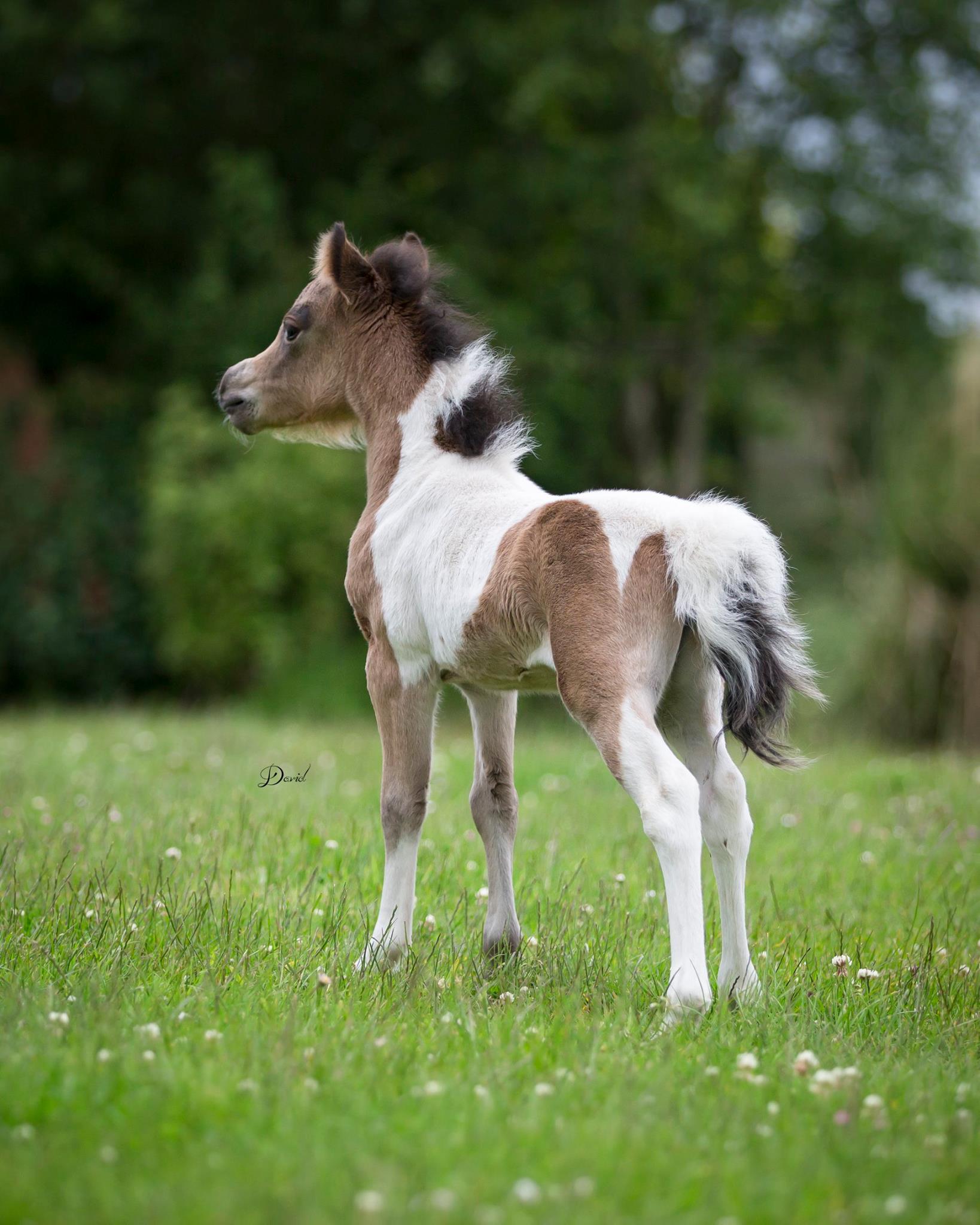 Horse gallery photo 2