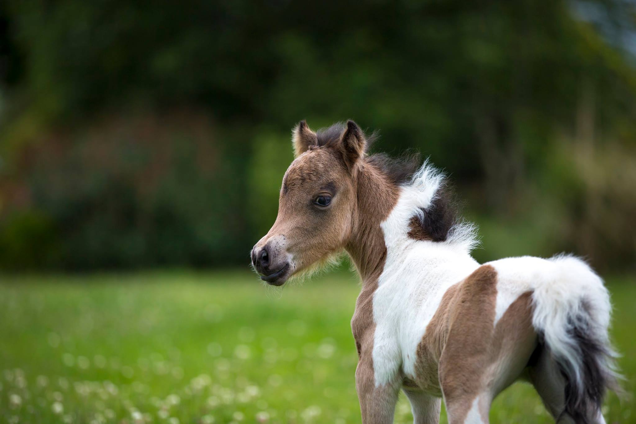 Horse gallery photo 4