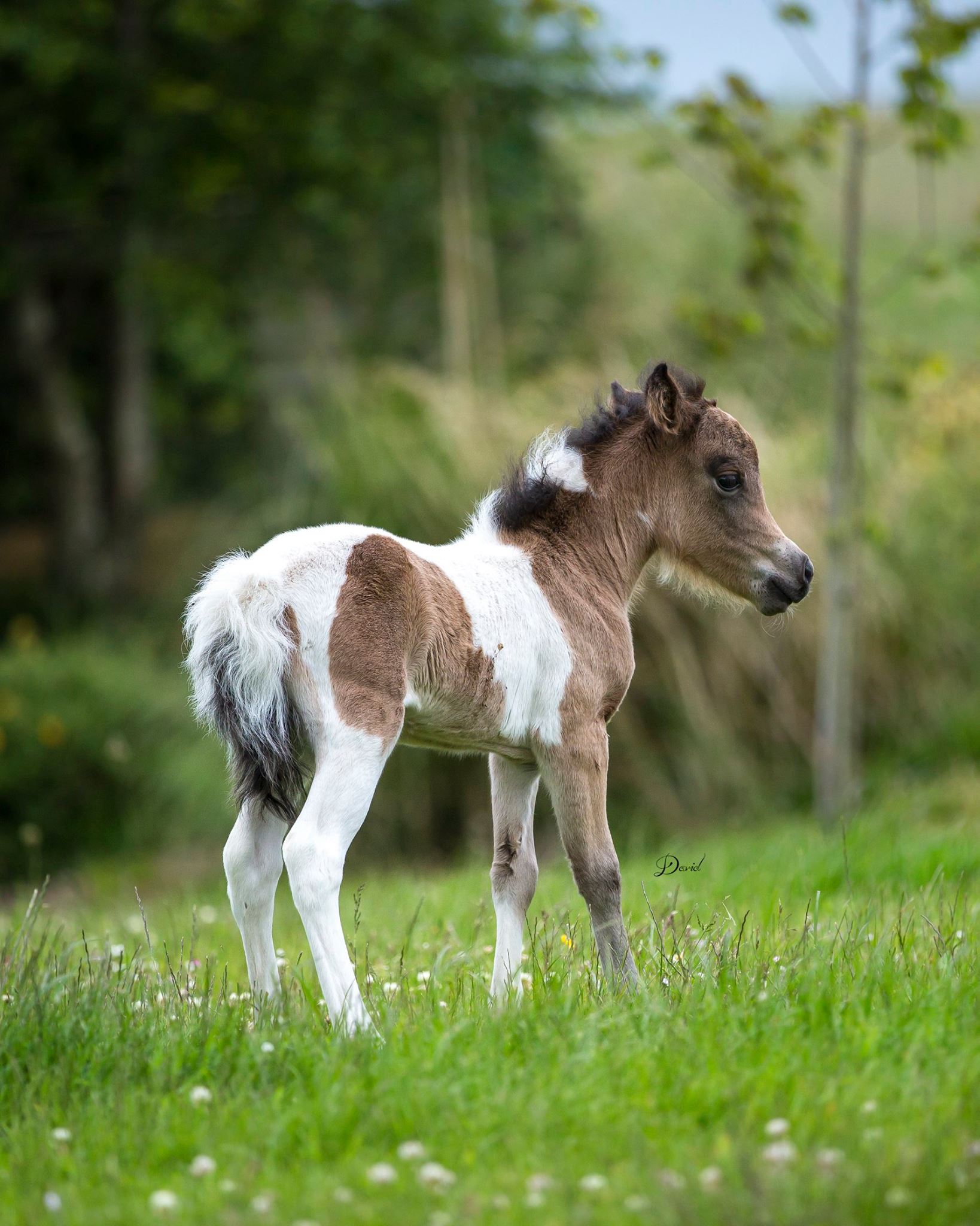 Horse gallery photo 8
