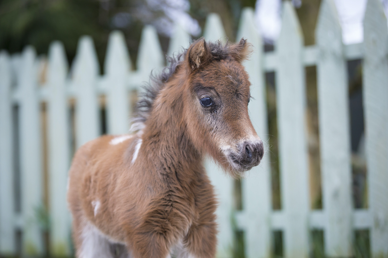 Horse gallery photo 3