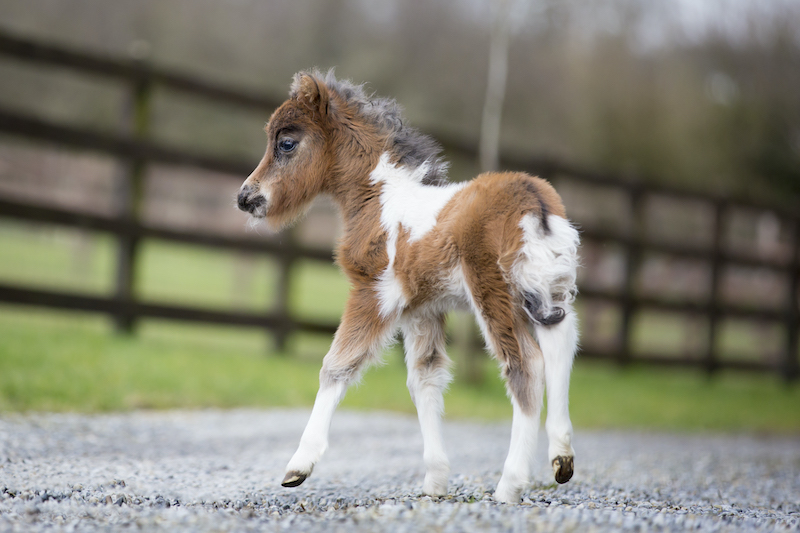Horse gallery photo 2