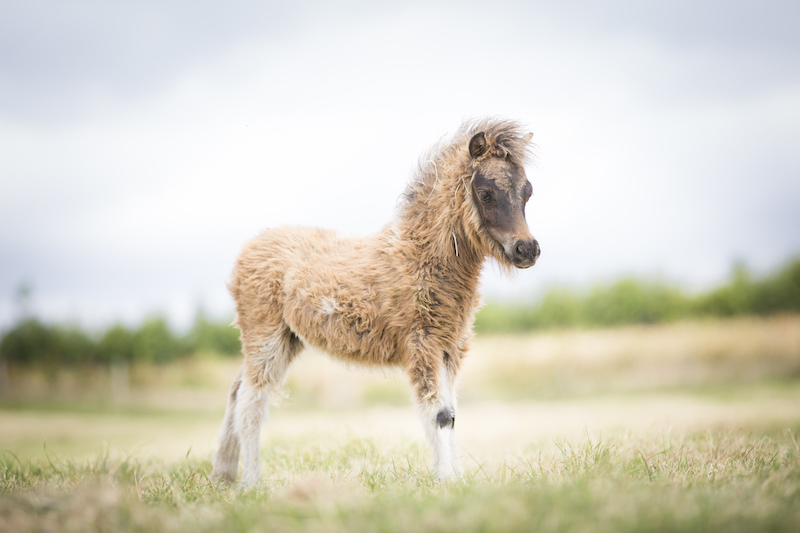 Horse gallery photo 1
