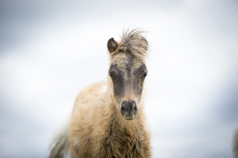 Horse gallery photo 4
