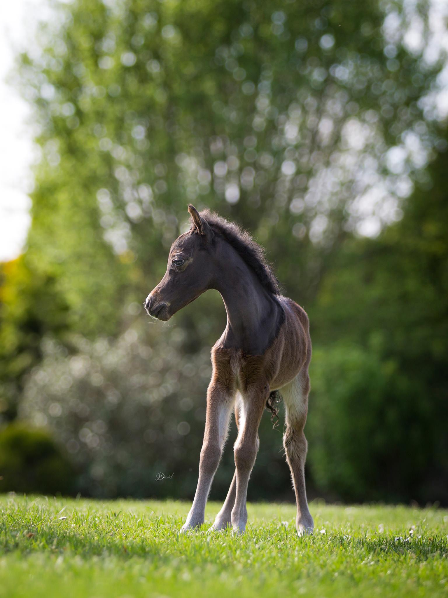 Horse gallery photo 7