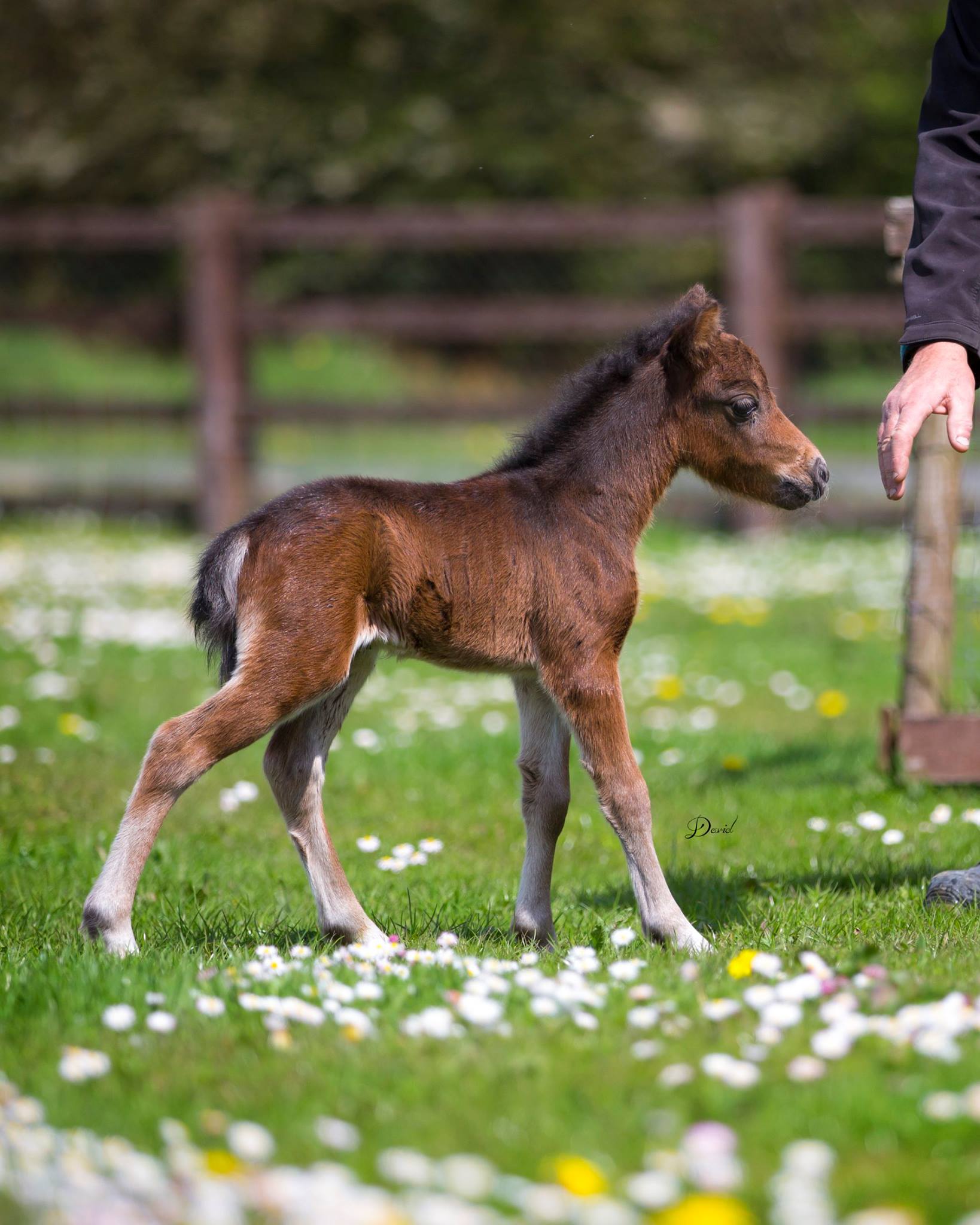 Horse gallery photo 10