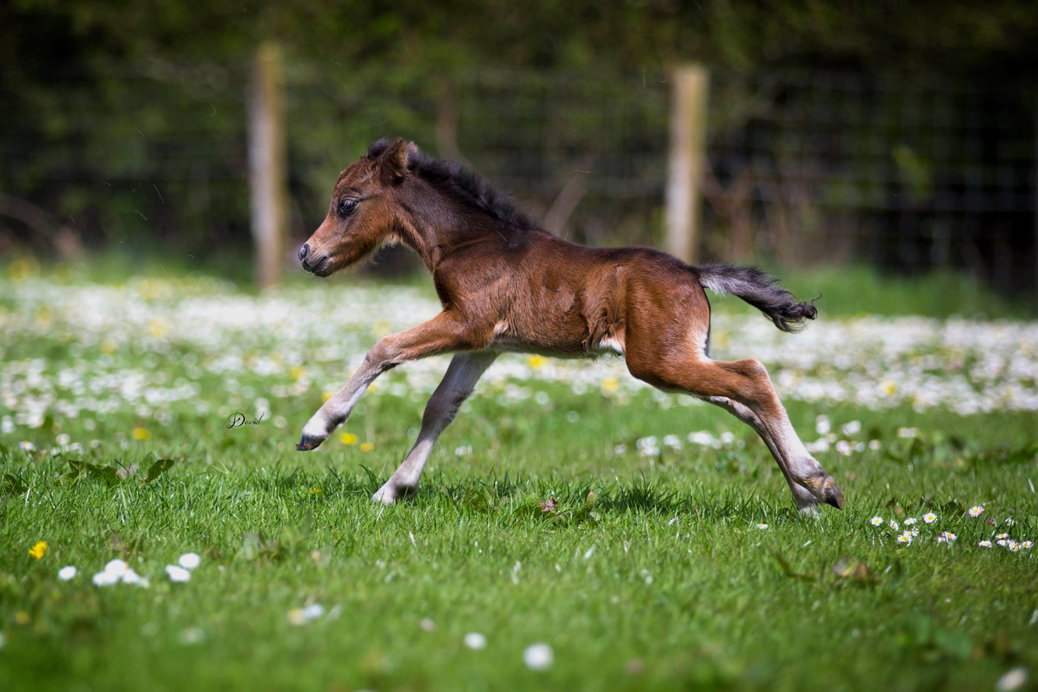 Horse gallery photo 8