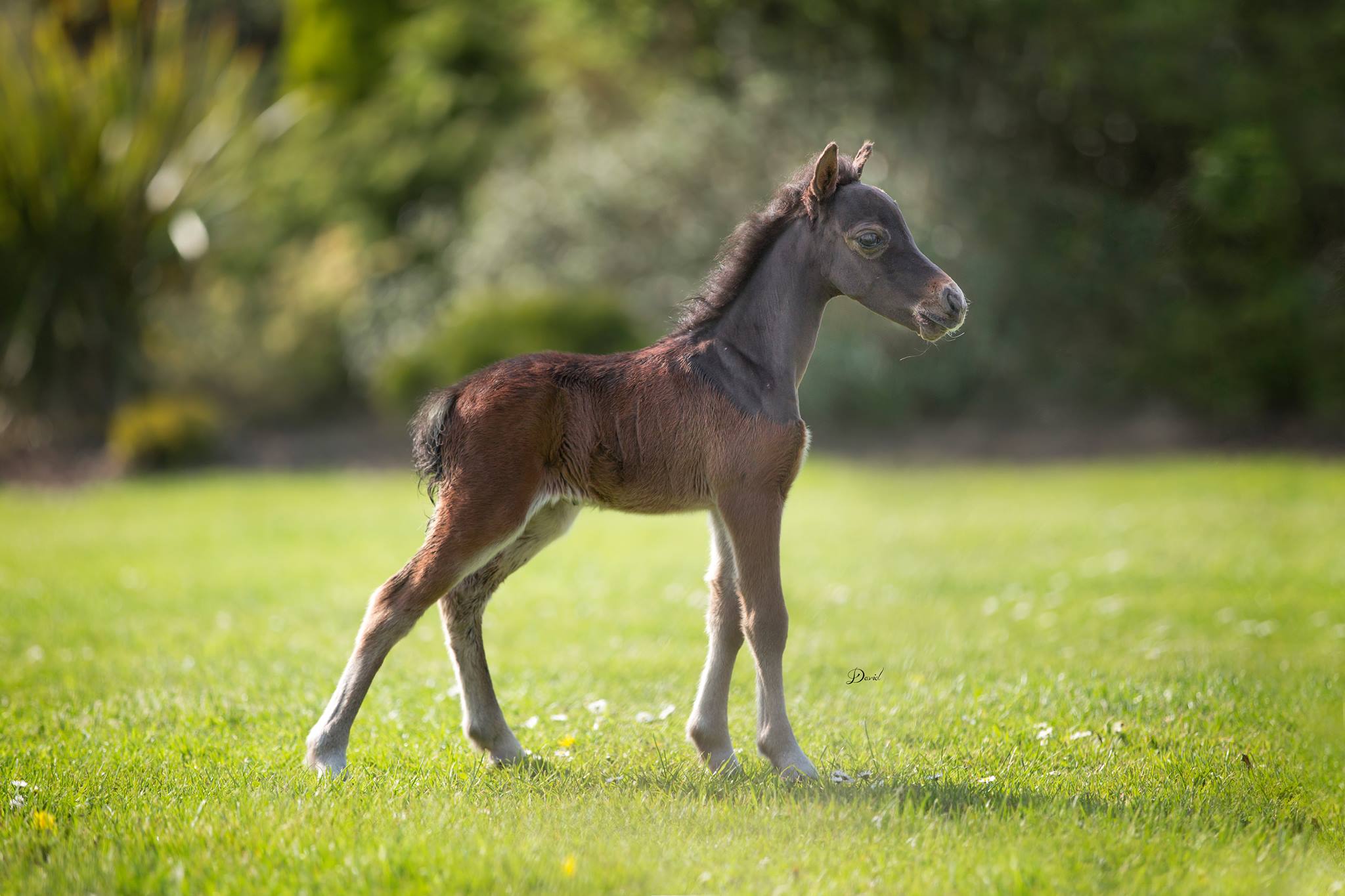 Horse gallery photo 4