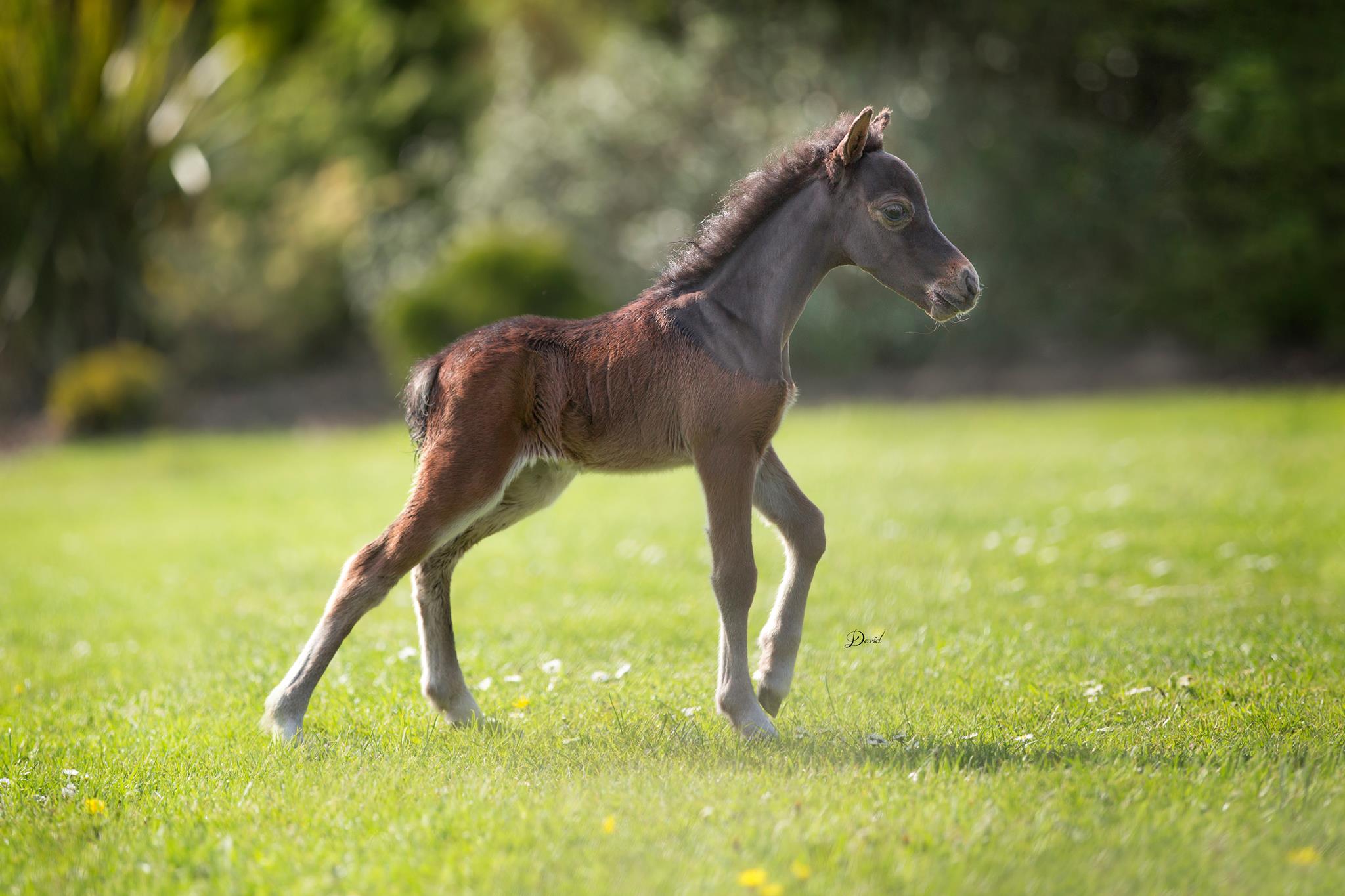 Horse gallery photo 2