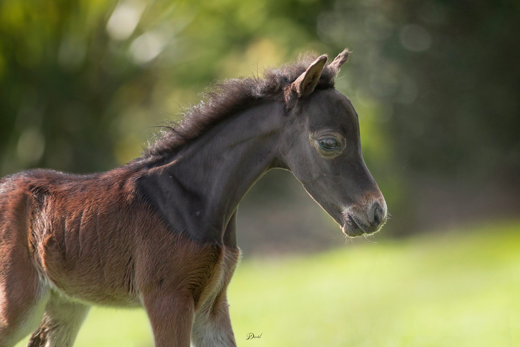 Horse gallery photo 11