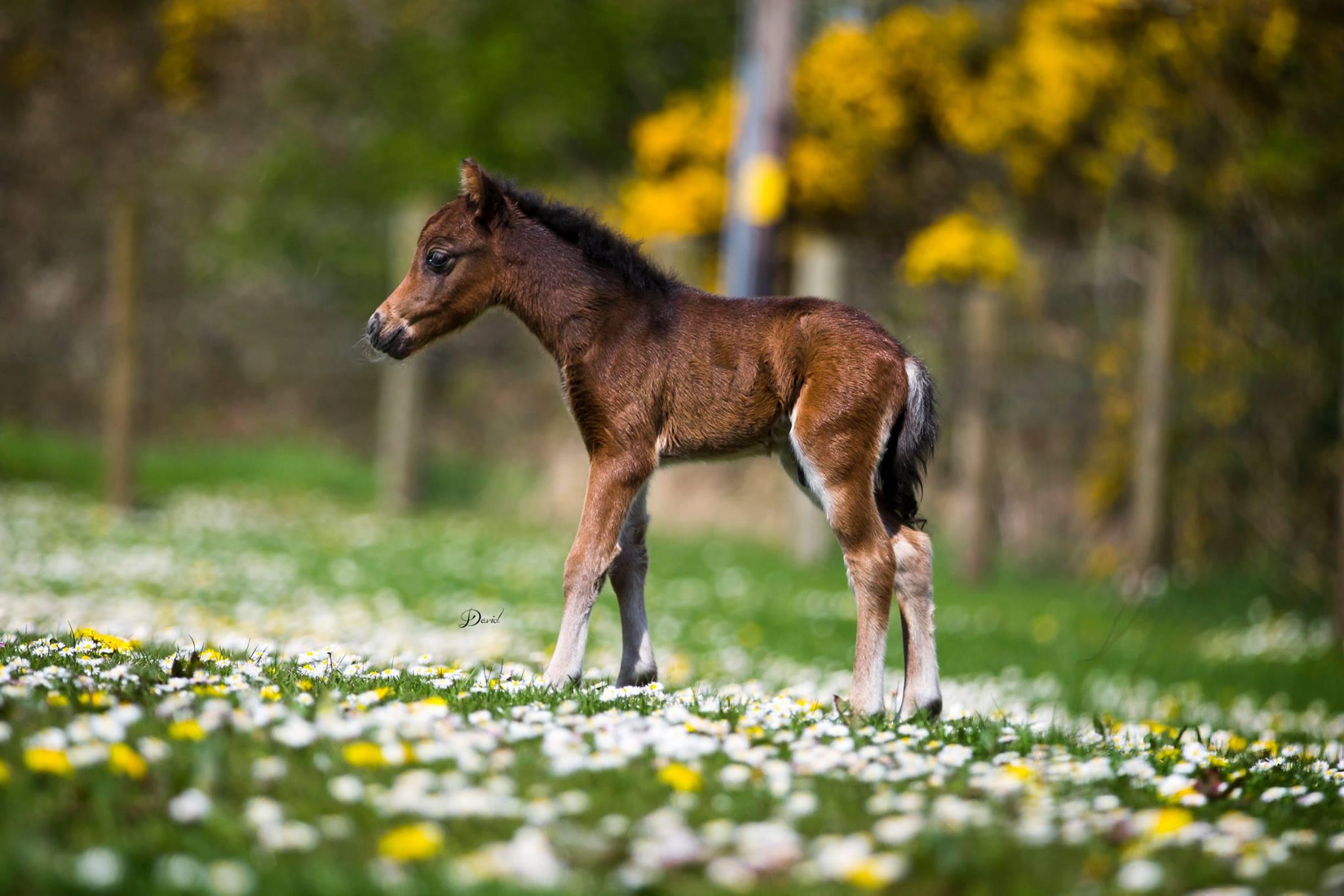 Horse gallery photo 15