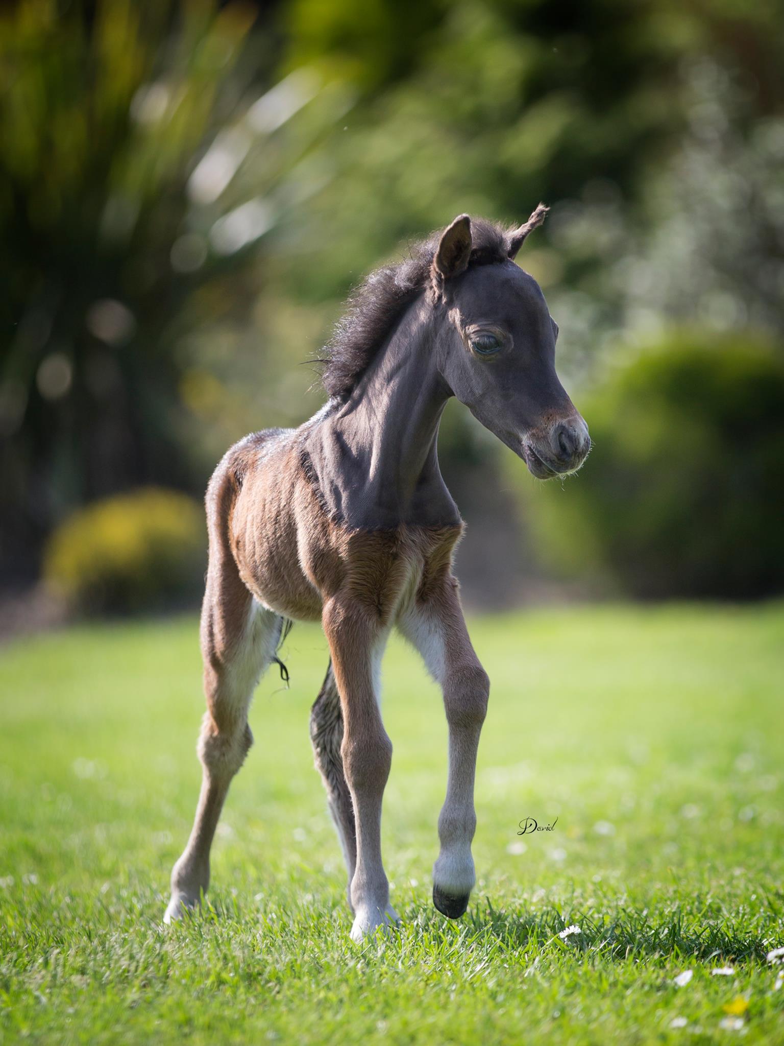 Horse gallery photo 12