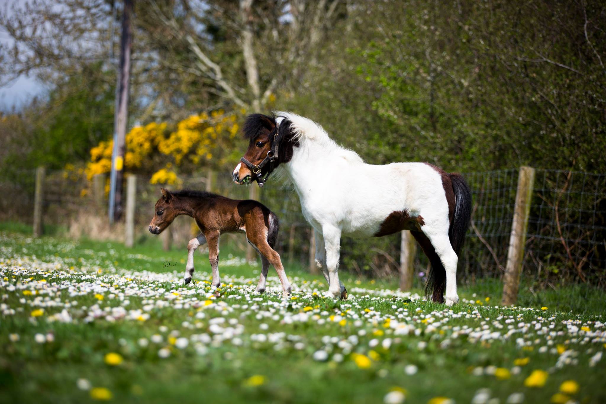 Horse gallery photo 6