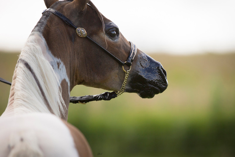 Horse gallery photo 9