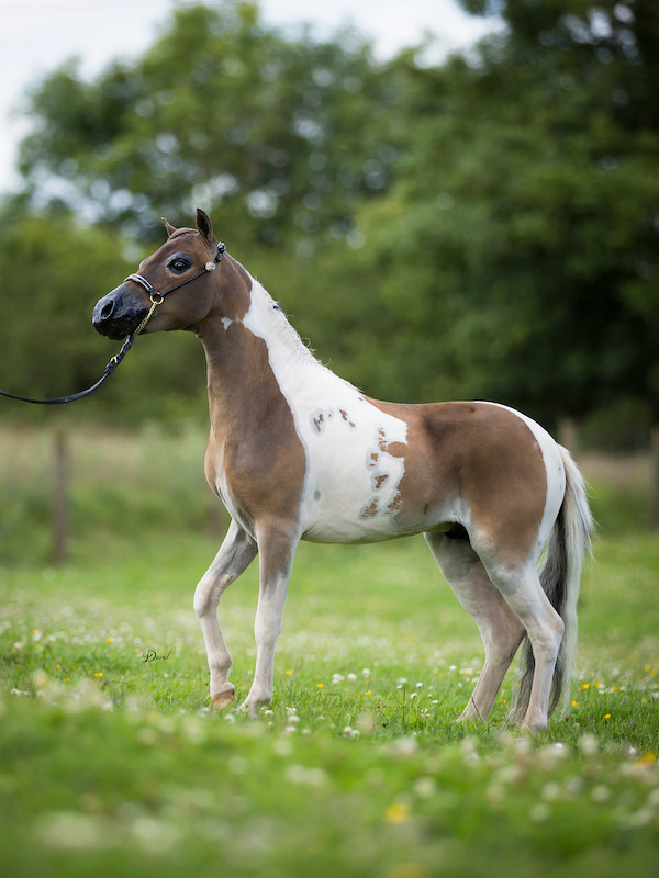 Horse gallery photo 6