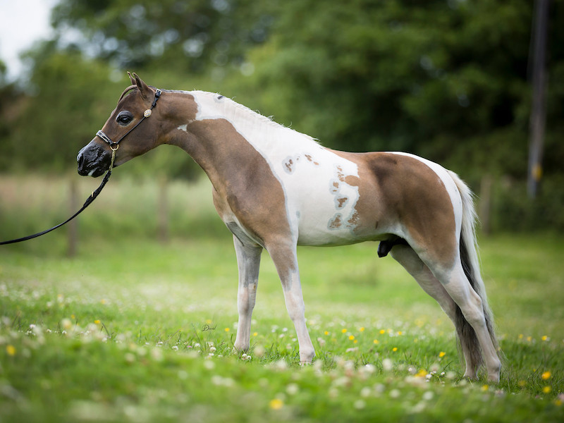 Horse gallery photo 11