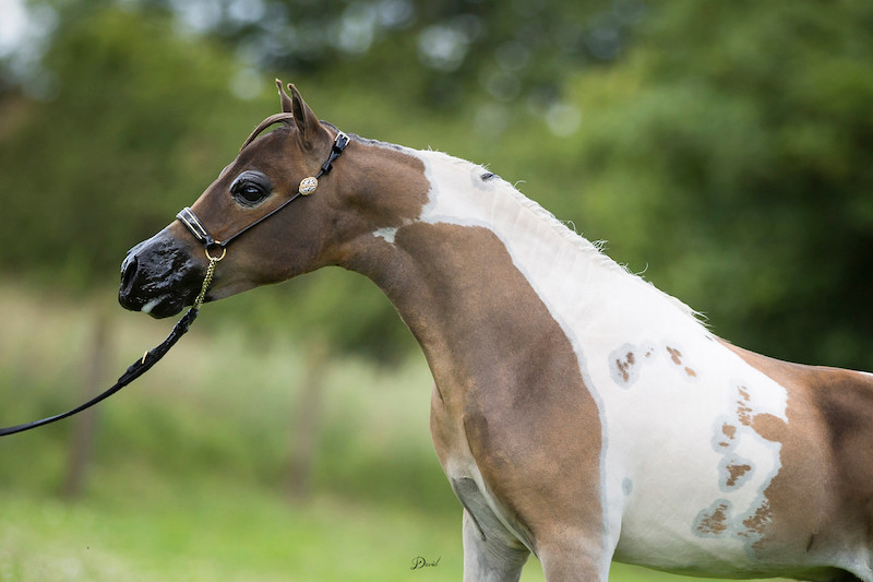 Horse gallery photo 17