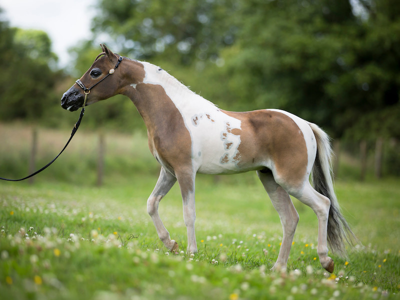Horse gallery photo 16