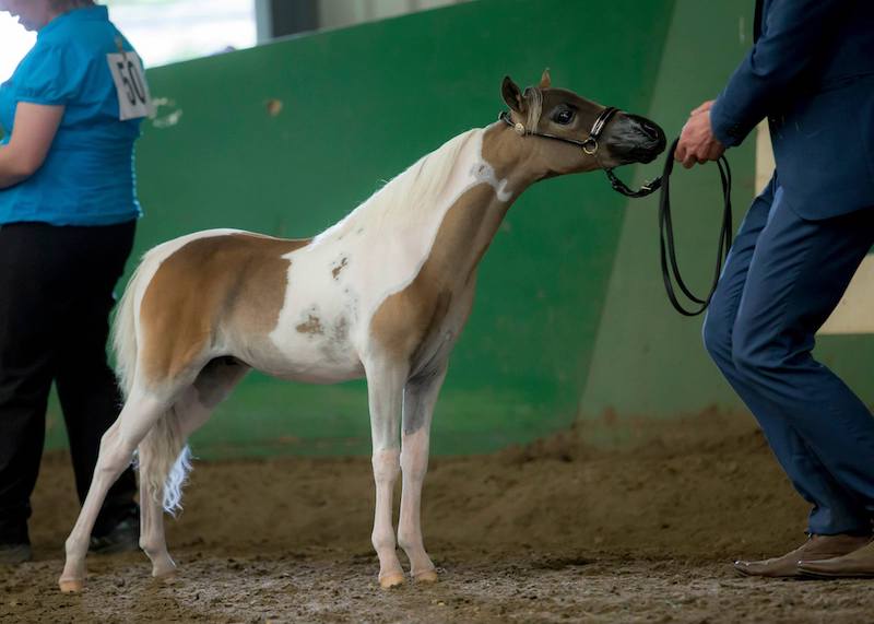 Horse gallery photo 14