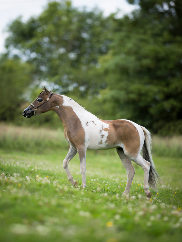 Horse gallery photo 7