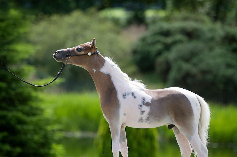 Horse gallery photo 2