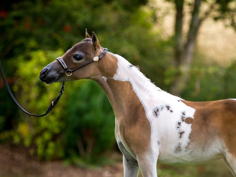 Horse gallery photo 8